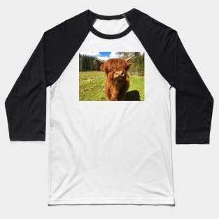 Scottish Highland Cattle Calf 1999 Baseball T-Shirt